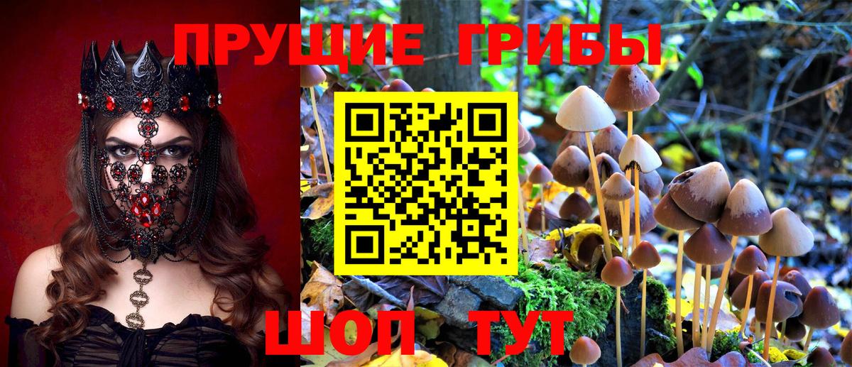 Усть-Илимск  Псилоцибиновые грибы Psilocybine cubensis  Вход с VPN  Галлюциногенные грибы прущие грибы 